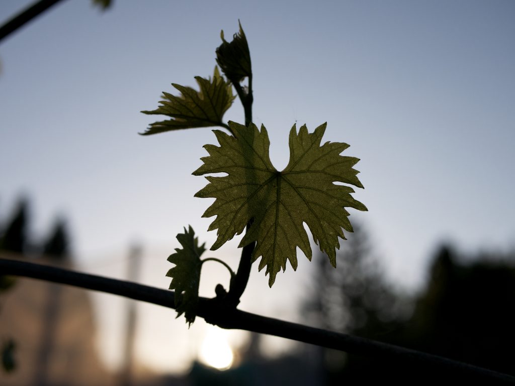 Ein Weinblatt vor der untergehenden Sonnen