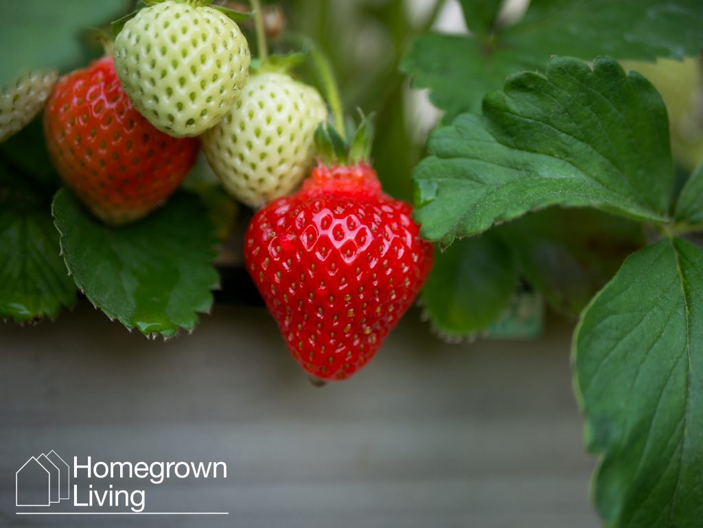 Erdbeere mit Regentropfen. Fotografiert mit H-H025E-K 